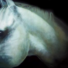 Horse Study by Garry Harper
